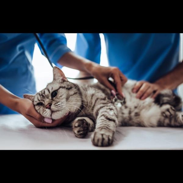 preventive care for cats