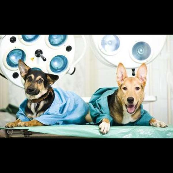 Castration is a safe surgical 