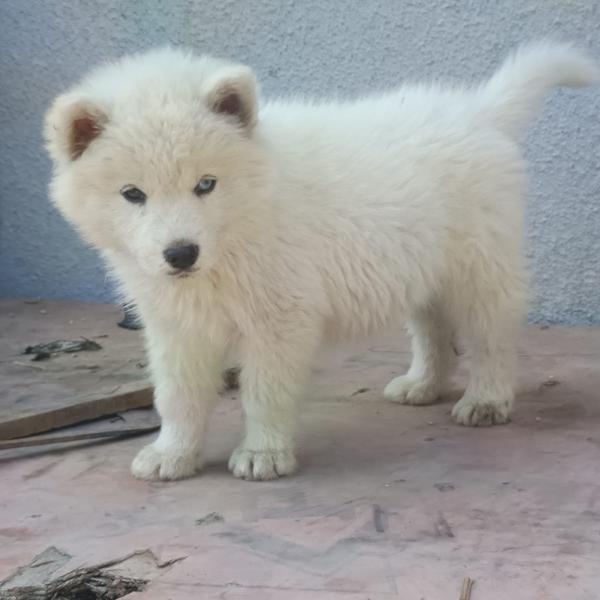 Consultation and all surgery f