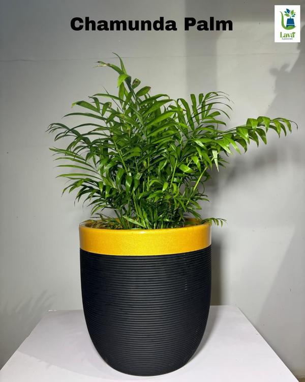 greenery for gardens trichy