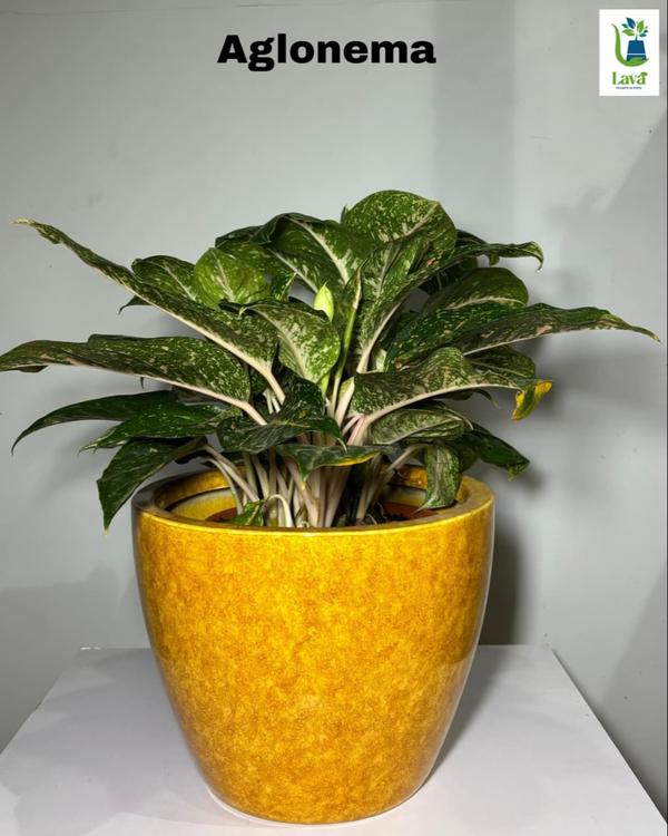 blossom bliss plant shop