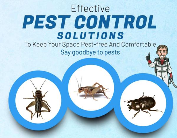 Pest control in kandivali