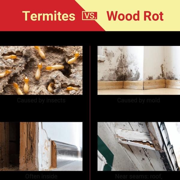 termite service near by