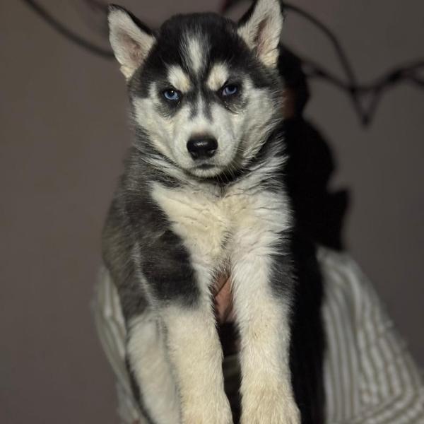 Consultation and all major and