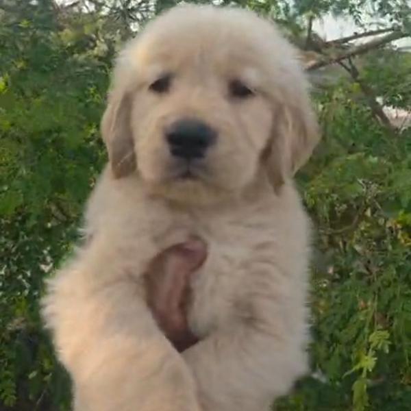 Top Quality Golden Retriever P