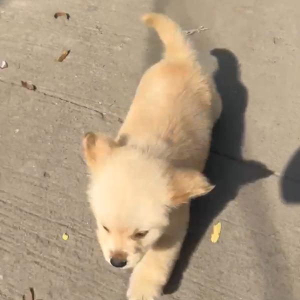 Super Quality Golden Retriever