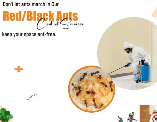 Kitchen Ants? We’ve Got You Co
