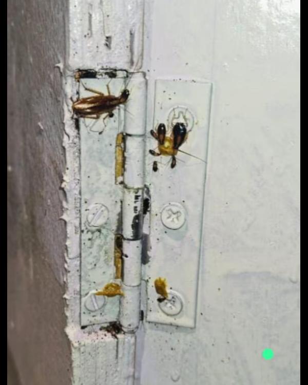 Pestcontrol near me at Warje o