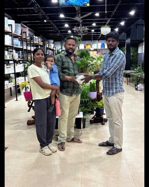 ornamental plants for indoors