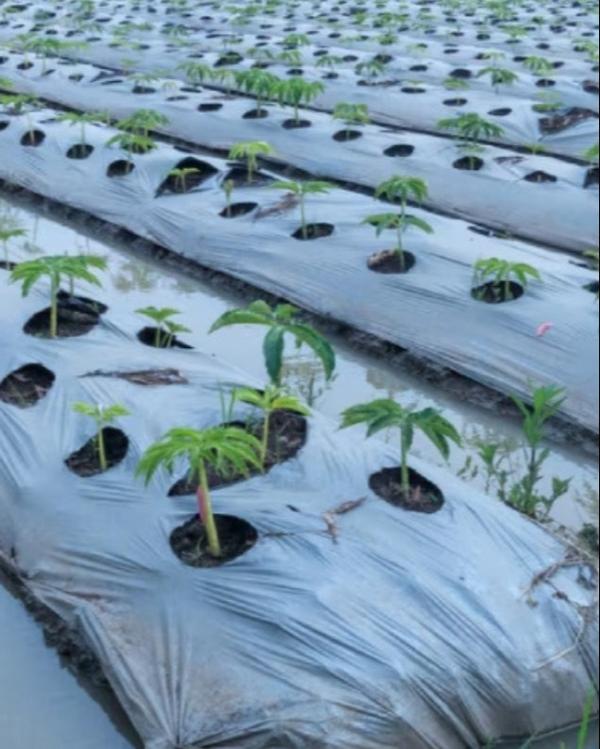 Growflex Polyfilms LLP is a leading Biodegradable 