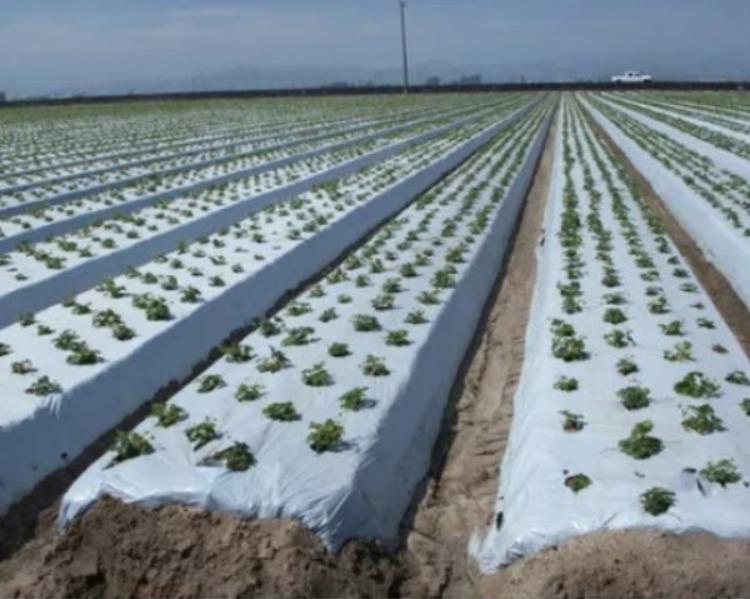 Growflex Polyfilms LLP is a trusted Embossed Mulch