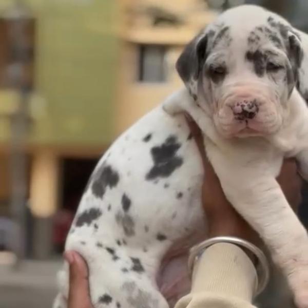 Top Quality Puppies Available 