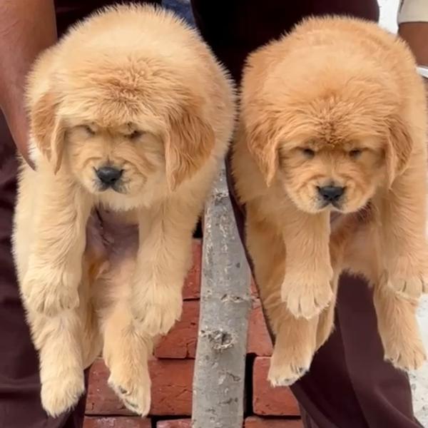 Top Quality Golden Retriever P