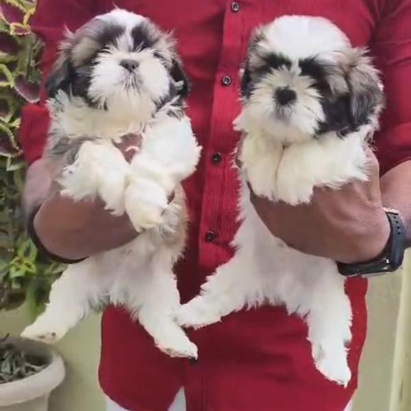 All types of Dogs Breed Puppie