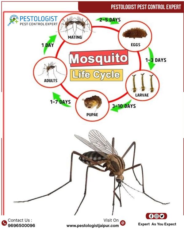 Pest Control In Jaipur Pe