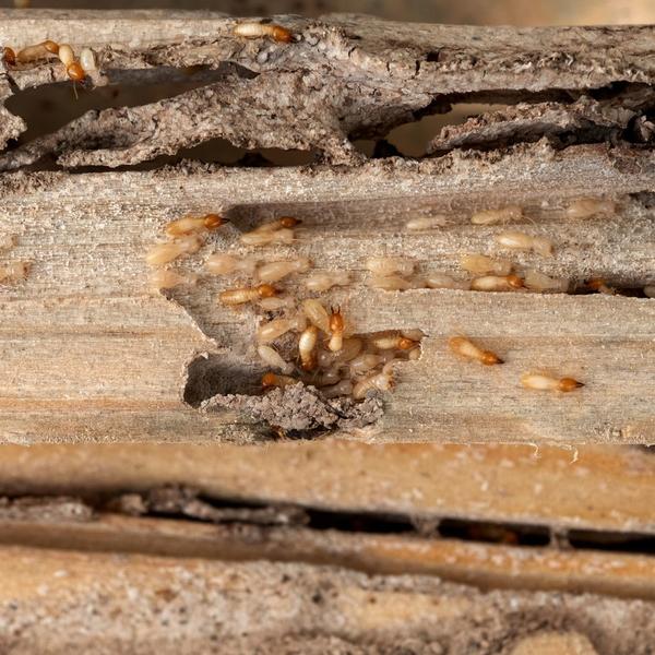 #termites treatment neyar #nea