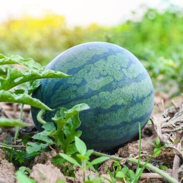 🍉 Watermelon Wholeseller & Agriculture Services �