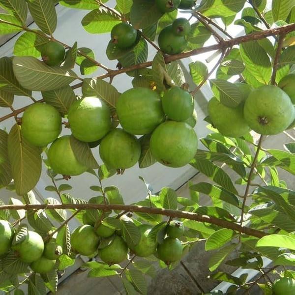 previewGuava plantation ;- land prepration , bed 