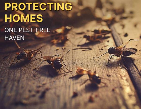 Protect Your Health — Flies Ca