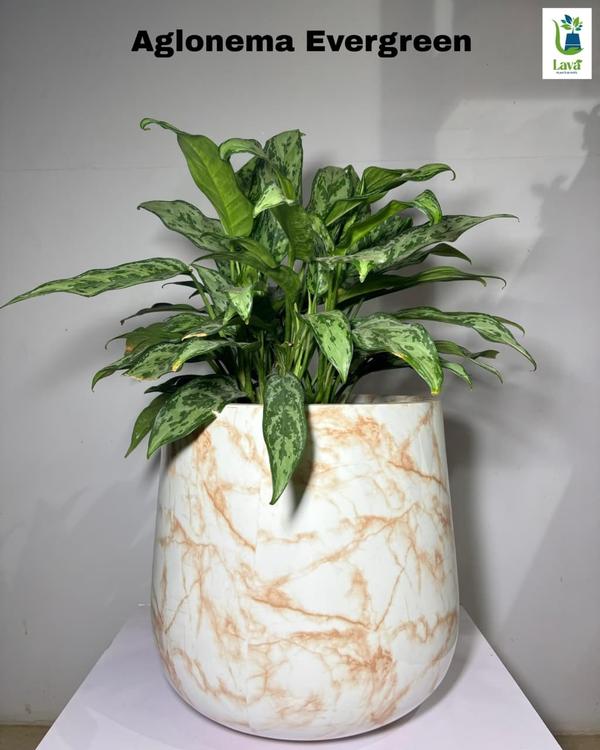 low maintenance indoor plants