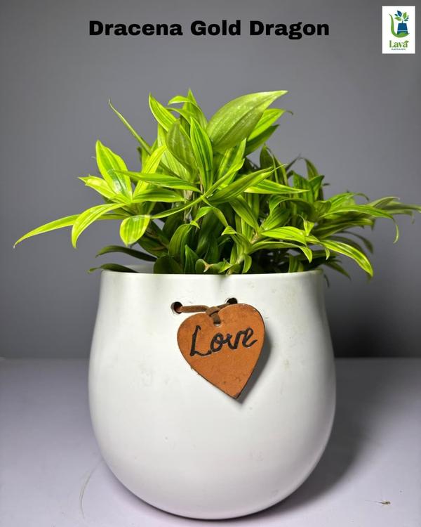 air purifying indoor plants