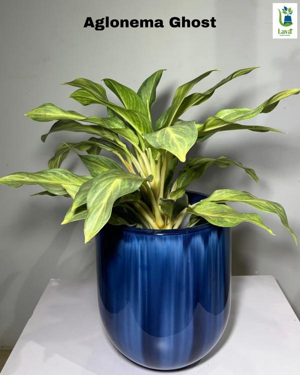 low maintenance indoor plants