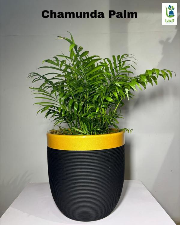 shade plants for outdoor space