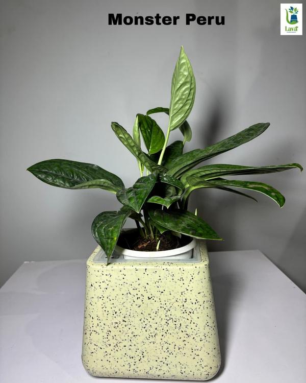 high quality garden plants