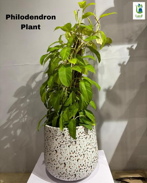 plants for homes offices