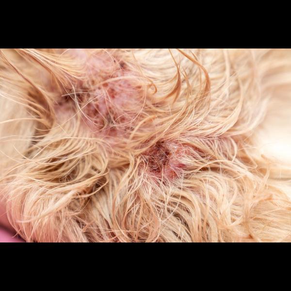 Persistent itching and skin in