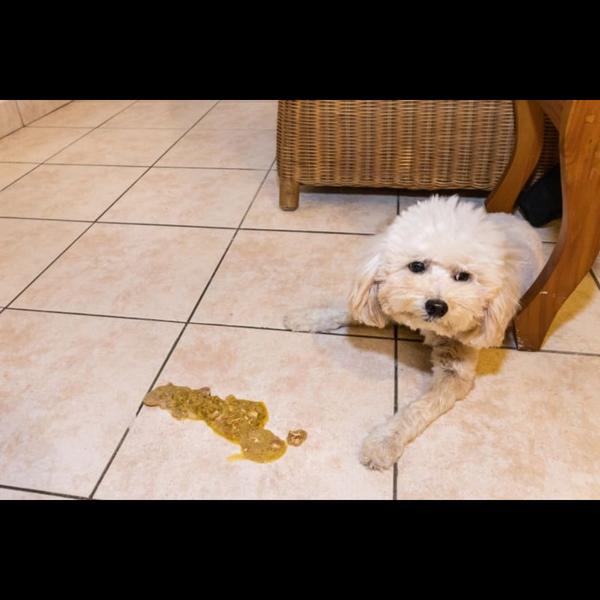 Vomiting and loose motions can