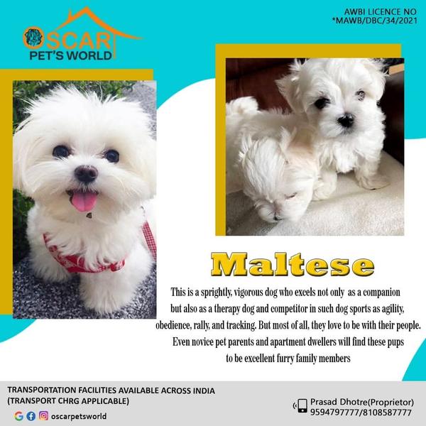 Oscar Pet's World ® is the mos