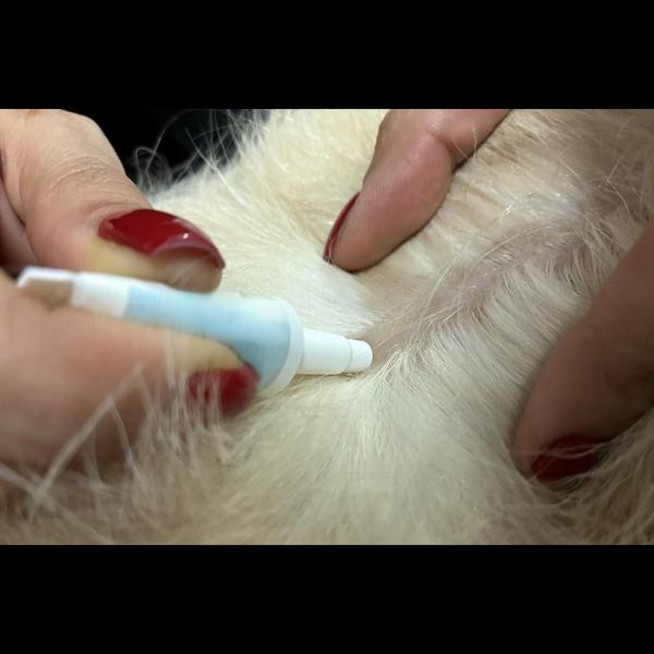 Best Pet Clinic in Sion for 🐶