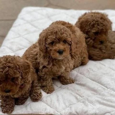 Oscar Pet's World ® – Trusted 