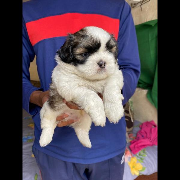 SHIHTZU MALE PUPPY AVAILA