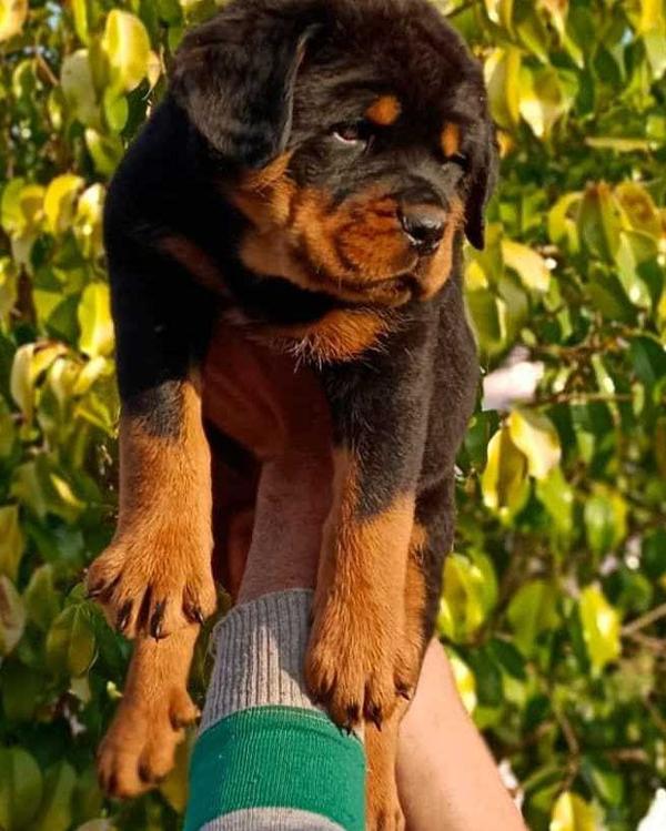 BHAVYA SOLUTIONES PET CAR