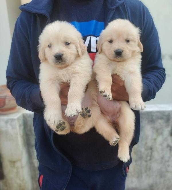 BHAVYA SOLUTIONS PET CARE