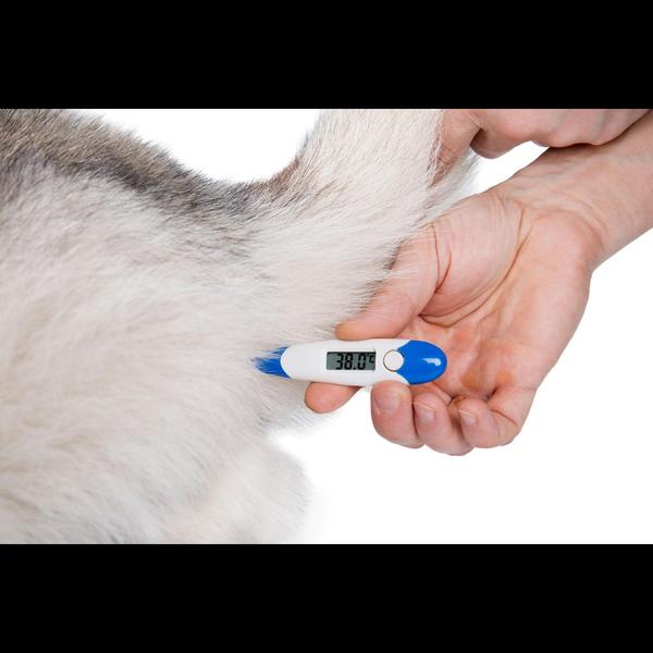 Fever in dogs can be a sign of
