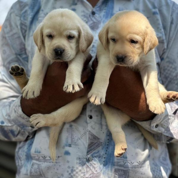 Top quality golden retriever p