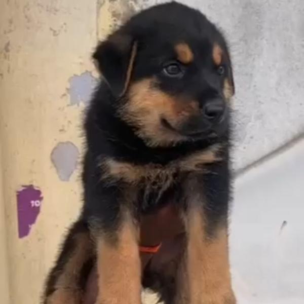 Top quality German shepherd pu