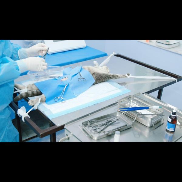 Pet sterilization/neutering is