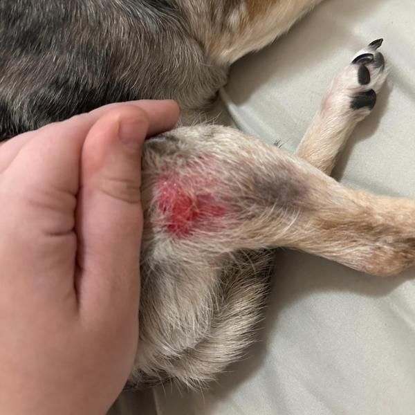 pet infection management