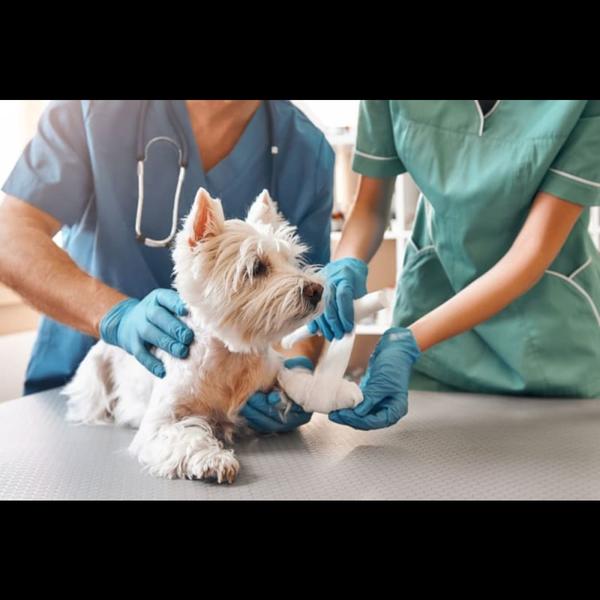 prompt veterinary care chembur