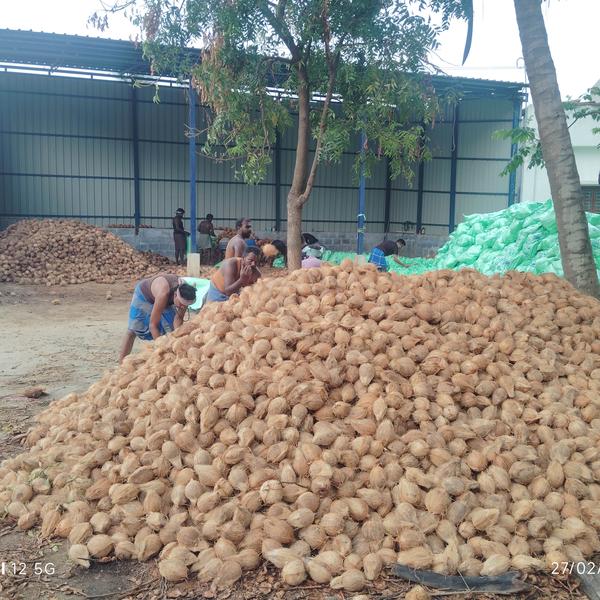 Export for dubai Pollachi