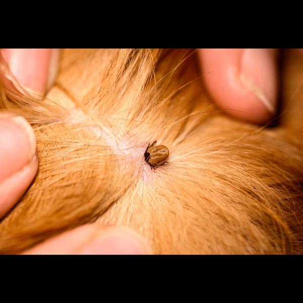 cat fever and sneezing remedie