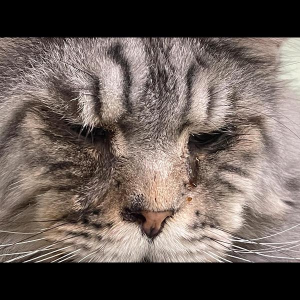 Eye infections in dogs and cat