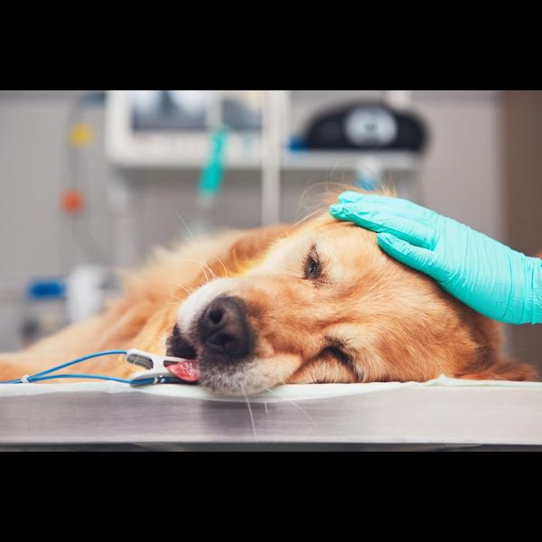 Spaying is a safe surgical pro