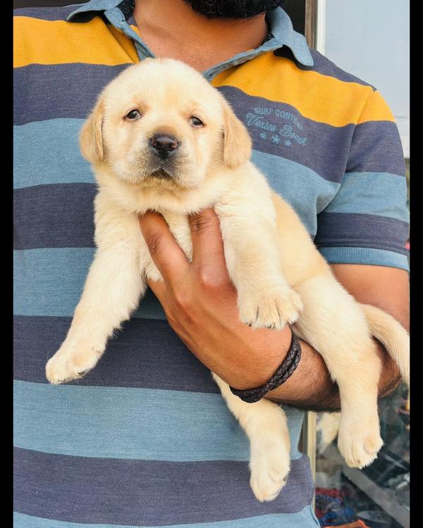 Golden Labrador Puppy Ava