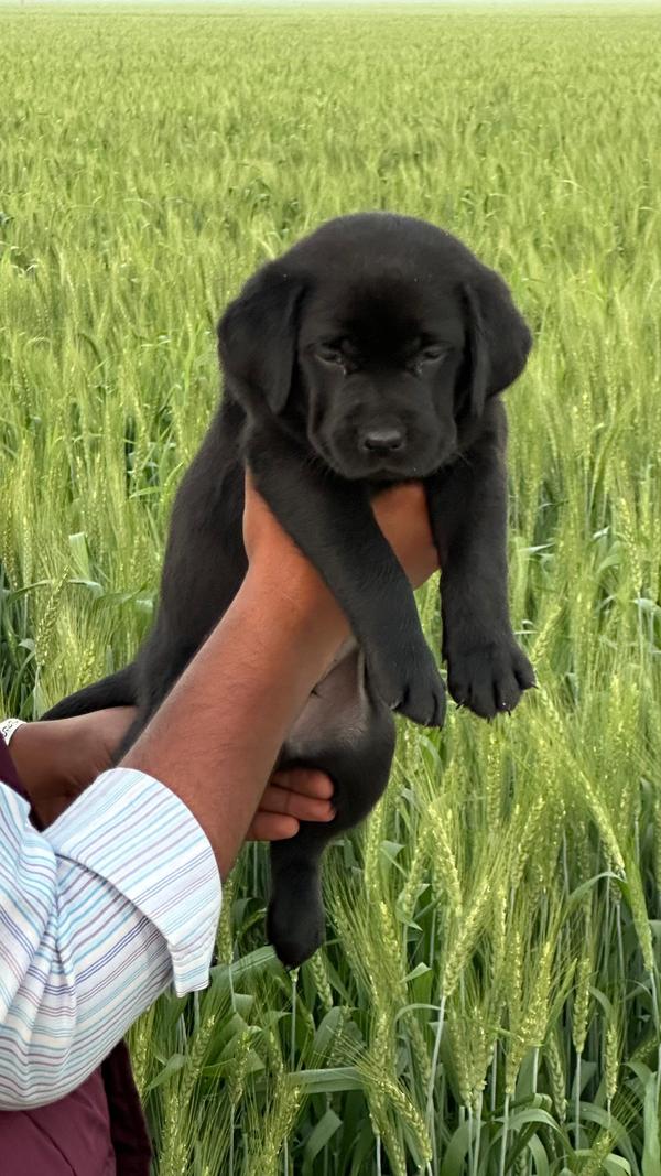 Pure Black Labrador Retri