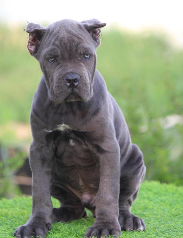 CANCORSO MALE FEMALE PUPP